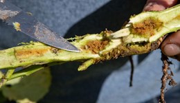 CSFB Research+: Developing a comprehensive programme for cabbage stem flea beetle (CSFB) management in oilseed rape